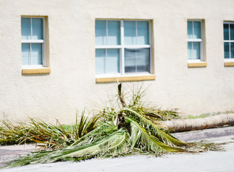 fallen palm tree beside house Fort Lauderdale fl