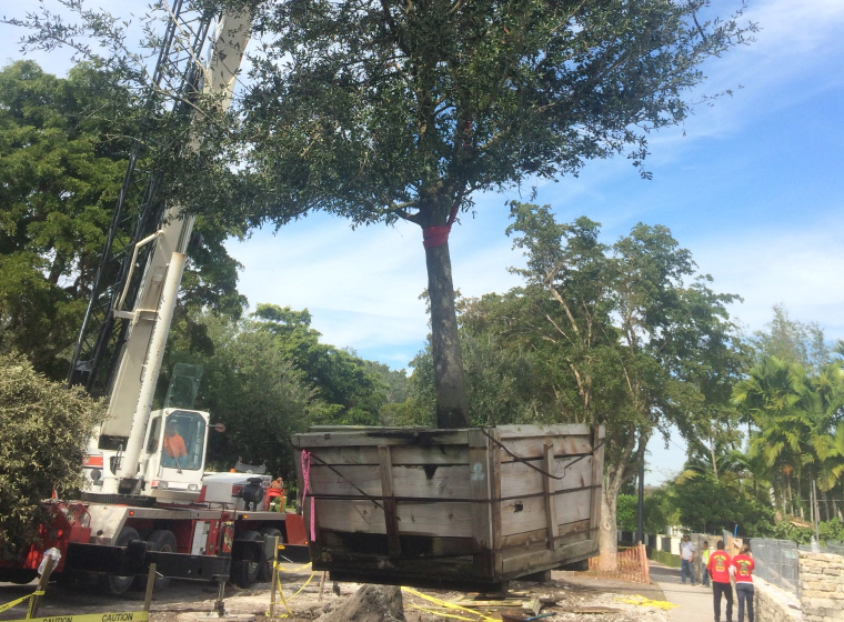 arborsists undergoing tree transplant Fort Lauderdale fl
