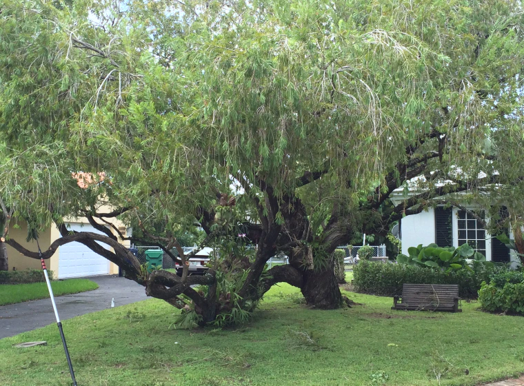 large tree in a lawn tree Fort Lauderdale fl
